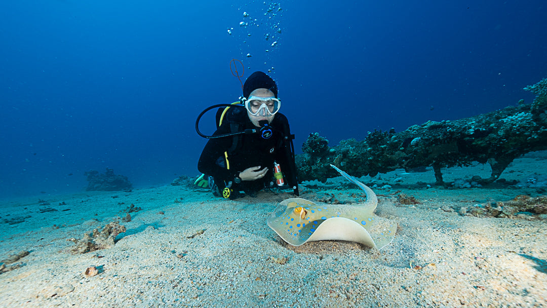 Dive More, Pay Less! Buy 5 Trips for the Price of 4!